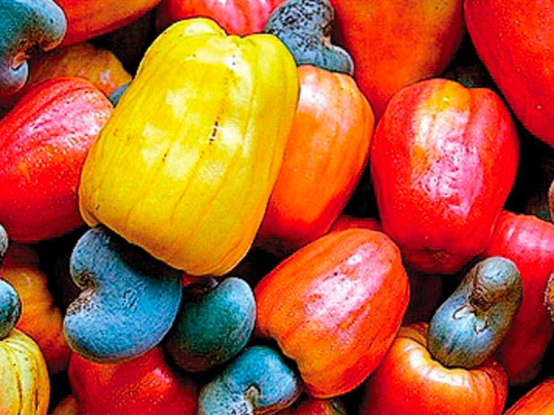 Cashew Apple Juice : The Next Fat Burning Trend? - Discount Supplements