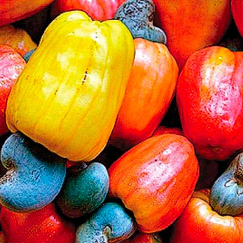 Cashew Apple Juice : The Next Fat Burning Trend? - Discount Supplements