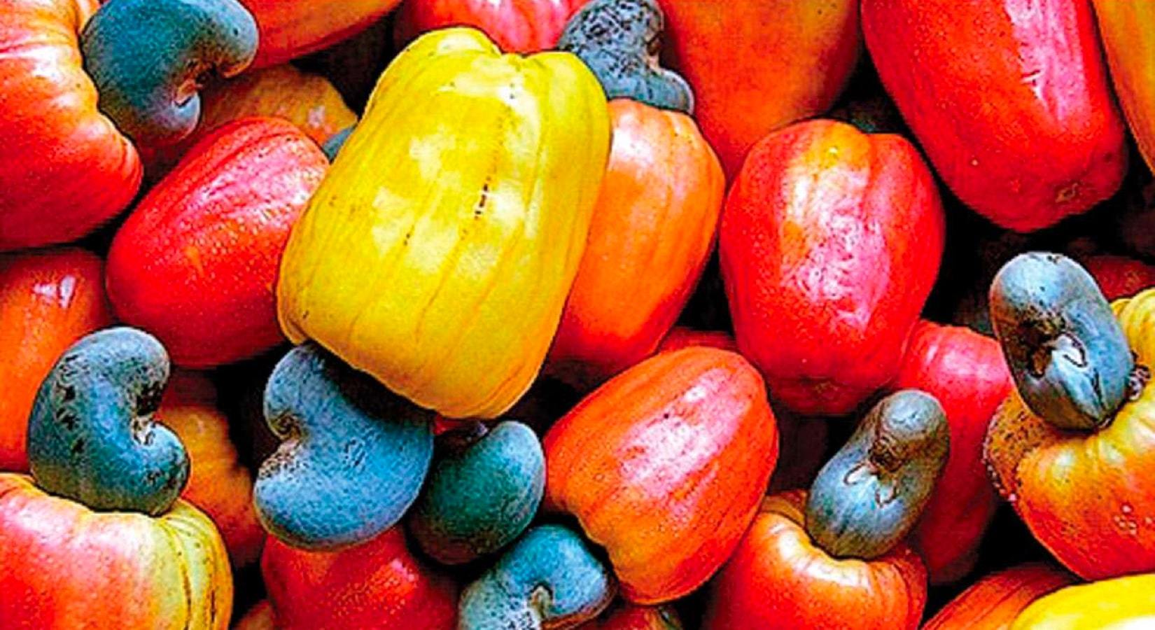 Cashew Apple Juice : The Next Fat Burning Trend? - Discount Supplements